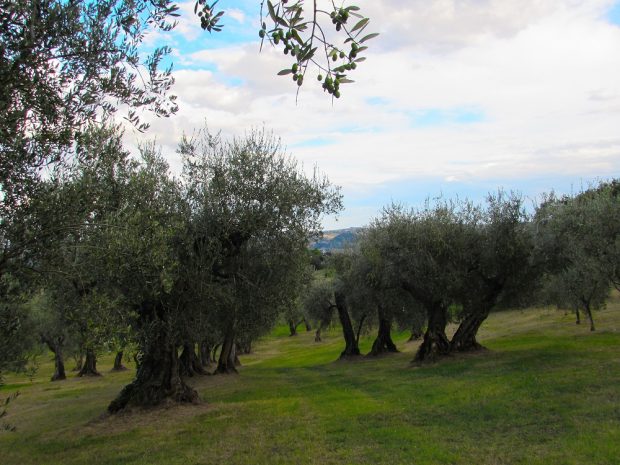 Quando l’olio Dop Cartoceto incontra l’oliva ascolana del Piceno Dop, al Balì secondo appuntamento di “Aspettando Cartoceto Dop, il Festival”