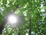Giornata alberi, nelle Marche raddoppiano ma è allarme dissesto