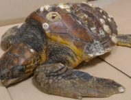 Recuperata a Fosso Sejore una tartaruga Caretta Caretta