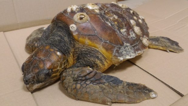 Recuperata a Fosso Sejore una tartaruga Caretta Caretta