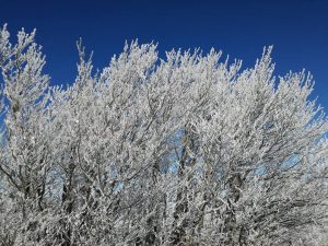 15941278_1651642494853345_8013688795169416973_n