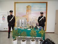 Fano, carabinieri arrestano giardiniere per coltivazione di marijuana