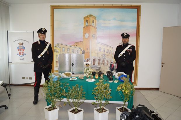 Fano, carabinieri arrestano giardiniere per coltivazione di marijuana