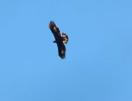 La ‘regina’ del Furlo ha abdicato, giovane aquila reale ha preso il posto di Penna Bianca accanto al maschio