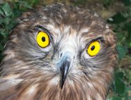 Cras sempre più a rischio, dalla Regione Marche ancora nessuna risorsa, il 28 febbraio si chiude