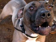 Bimbo di 7 anni azzannato da pitbull