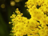Giornata Internazionale della donna: a Fano l’Arco d’Augusto illuminato di giallo