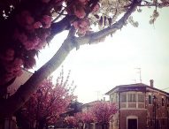 Danza, musica, pittura, letteratura e fotografia via Garibaldi diventa “La Via dei Ciliegi”