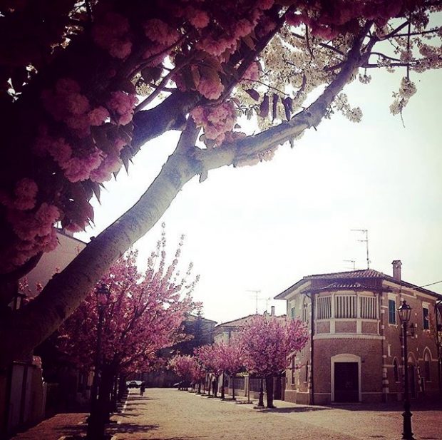 Danza, musica, pittura, letteratura e fotografia via Garibaldi diventa “La Via dei Ciliegi”