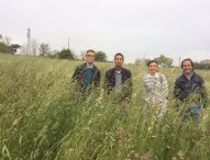 Fano, opposizioni all’attacco: “Nella città con le tasse più alte della Regione un forte degrado: #Fanocrescemalerbaenèdamen”