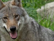 Lupi in azione a Gradara, razzia in azienda agricola