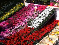 Fano, torna la Festa dei Fiori