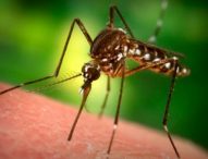 Casi di Dengue a Fano, focolaio verso l’estinzione