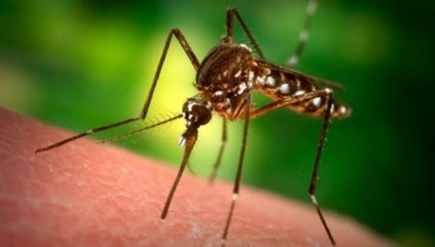 Casi di Dengue a Fano, focolaio verso l’estinzione