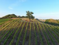 Alla cantina La Montata una degustazione speciale