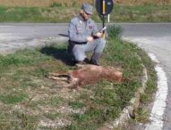Lupo decapitato ritrovato a Pergola