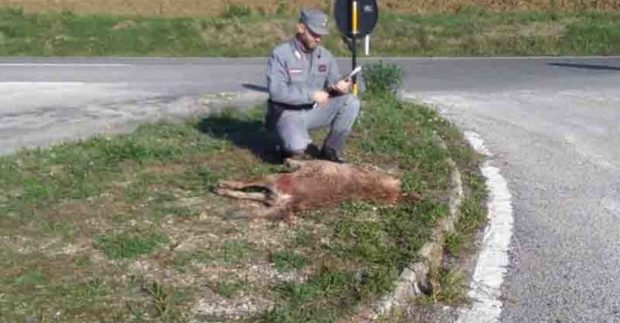Lupo decapitato ritrovato a Pergola