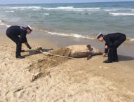 Delfino trovato sulla spiaggia di Pesaro