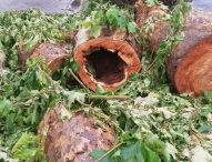 Abbattimento alberi su Viale Gramsci, l’amministrazione precisa: “E’ una questione di sicurezza”