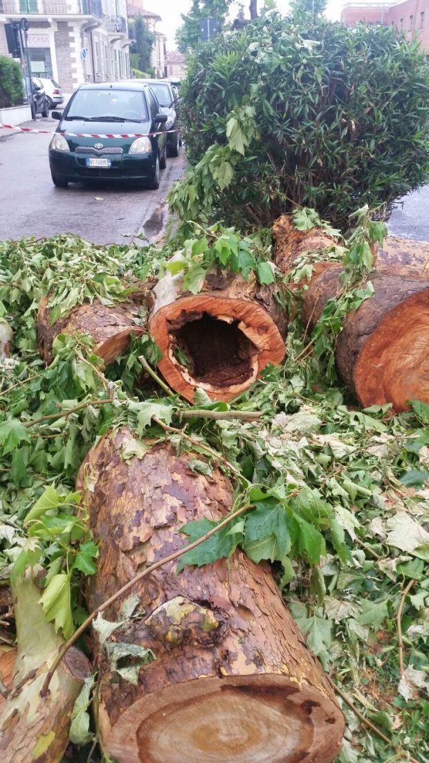 Abbattimento alberi su Viale Gramsci, l’amministrazione precisa: “E’ una questione di sicurezza”