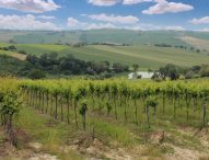 Coldiretti Marche, sos peronospora nei vigneti: produzione a rischio