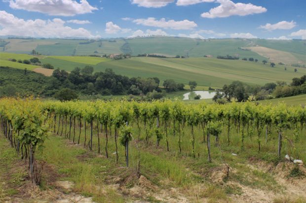 Coldiretti Marche, sos peronospora nei vigneti: produzione a rischio