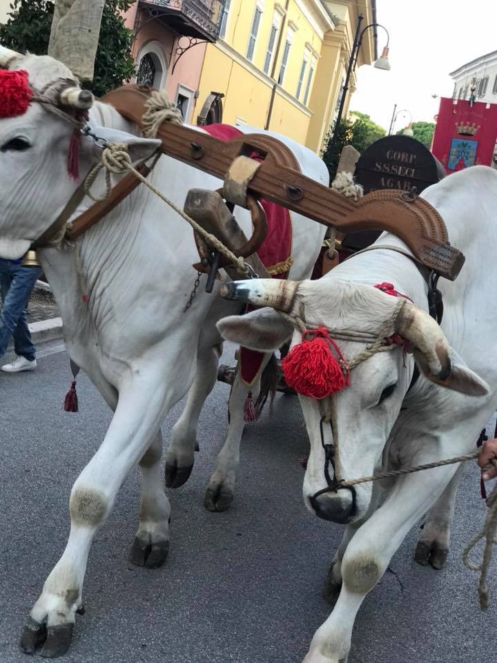 39385557_10216642920896290_7840109009506926592_n