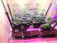 Piantagione di marijuana in casa, arrestato