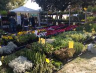 La mostra mercato di Fano Fiorisce ha colorato i giardini della Rocca