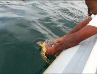 Rilasciata tartaruga Snow. Le foto