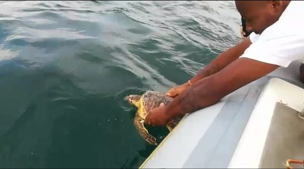 Rilasciata tartaruga Snow. Le foto