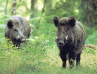 Cia, emergenza peste suina africana. Allerta anche nelle Marche