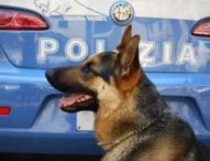 La marijuana non sfugge al cane poliziotto, denunciato studente minorenne