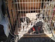 Cuccioli abbandonati nel pozzetto salvati dai vigili del fuoco