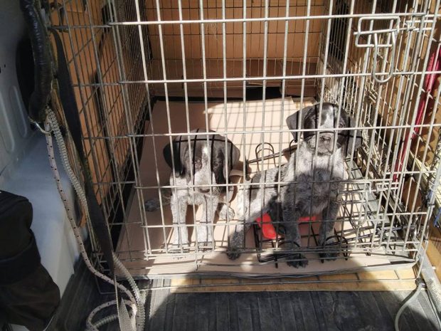 Cuccioli abbandonati nel pozzetto salvati dai vigili del fuoco