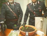 San Lorenzo in Campo, coltivava marijuana nel garage: arrestato