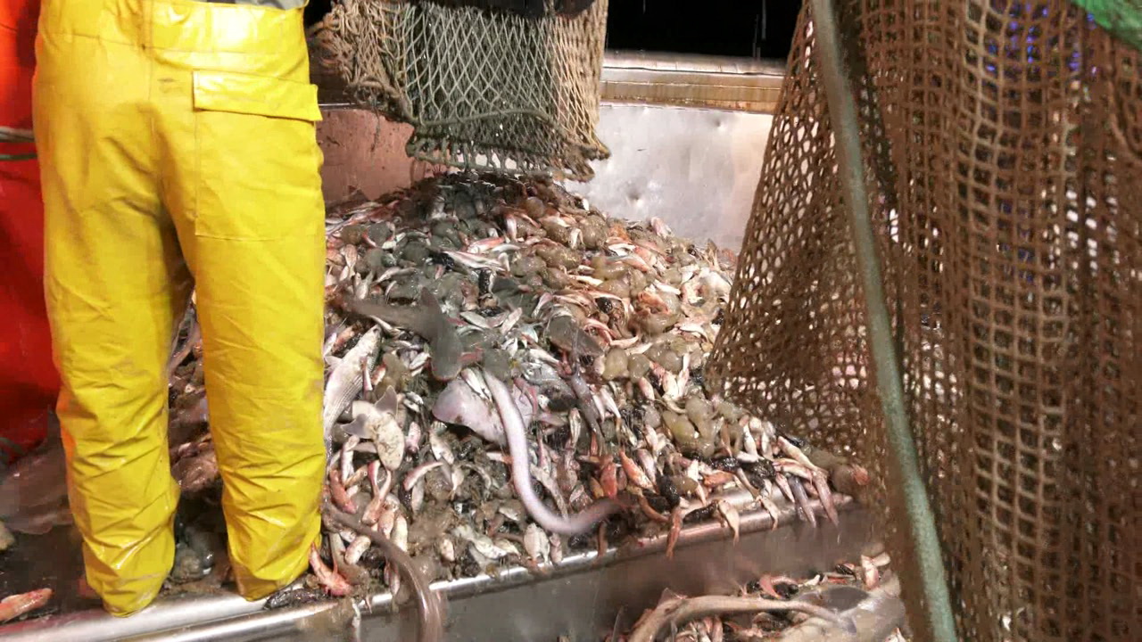 Frames PESCAMARE (9)