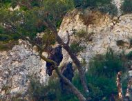 Riserva del Furlo, la coppia di aquile reali ha iniziato con anticipo il periodo di nidificazione