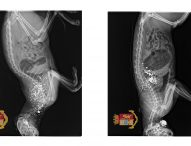 Uccide a colpi di fucile due gatti, denunciato
