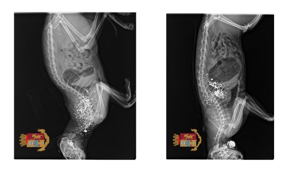 Uccide a colpi di fucile due gatti, denunciato