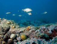 Nasce il Fano Marine Center. Troverà spazio nella sede di Biologia Marina di viale Adriatico