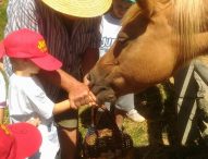 Escursioni nel bosco e arrampicate, ecco il centro estivo per scoprire la natura