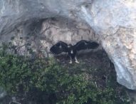 Prove di volo per l’aquila reale Katy, mascotte del Furlo