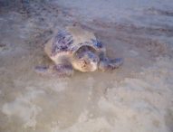 Una tartaruga Caretta Caretta ha nidificato a Baia Flaminia, evento straordinario