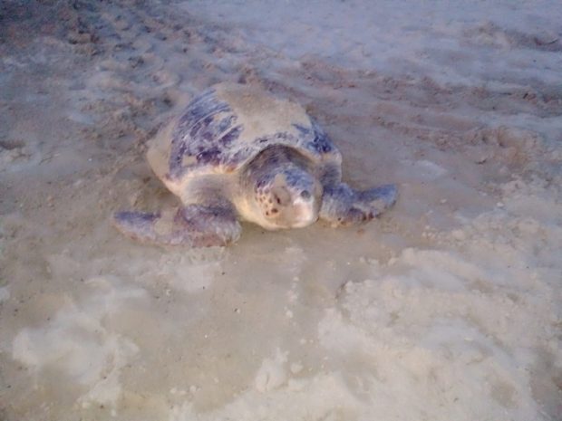 Una tartaruga Caretta Caretta ha nidificato a Baia Flaminia, evento straordinario