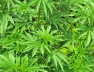 Cannabis light illegale, si rischia chisura negozio. Riunione Prefetto con i sindaci
