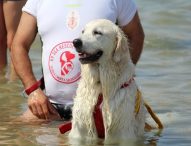 Ad Animalido le unità cinofile di salvataggio mare