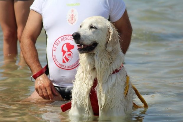 Ad Animalido le unità cinofile di salvataggio mare