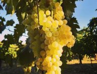 Vendemmia con i bianchi al top: l’80% della produzione andrà per i vini di qualità