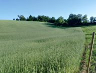 Marche, regione sempre più bio: superati i 98mila ettari, +26% di aziende negli ultimi due anni